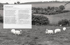 Wonder of Wool - A knitter's guide to pure breed sheep - Justine Lee, Jess Morency - David and Charles
